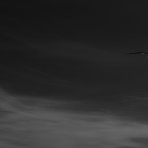 Soaring